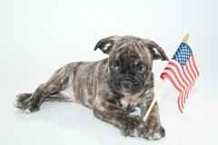 Image of bulldog with American flag in paws.