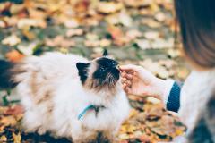 Siamese Cat being fed a treat among fall leaves