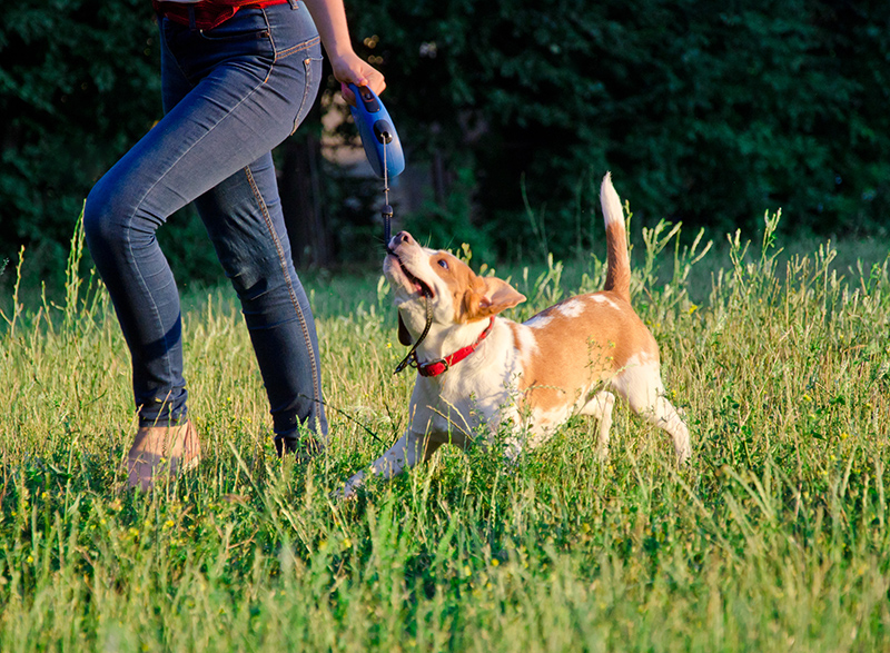 Beware of Retractable Leash for Dogs