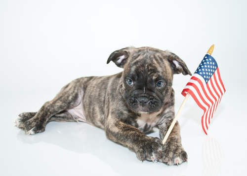 Image of bulldog with American flag in paws.