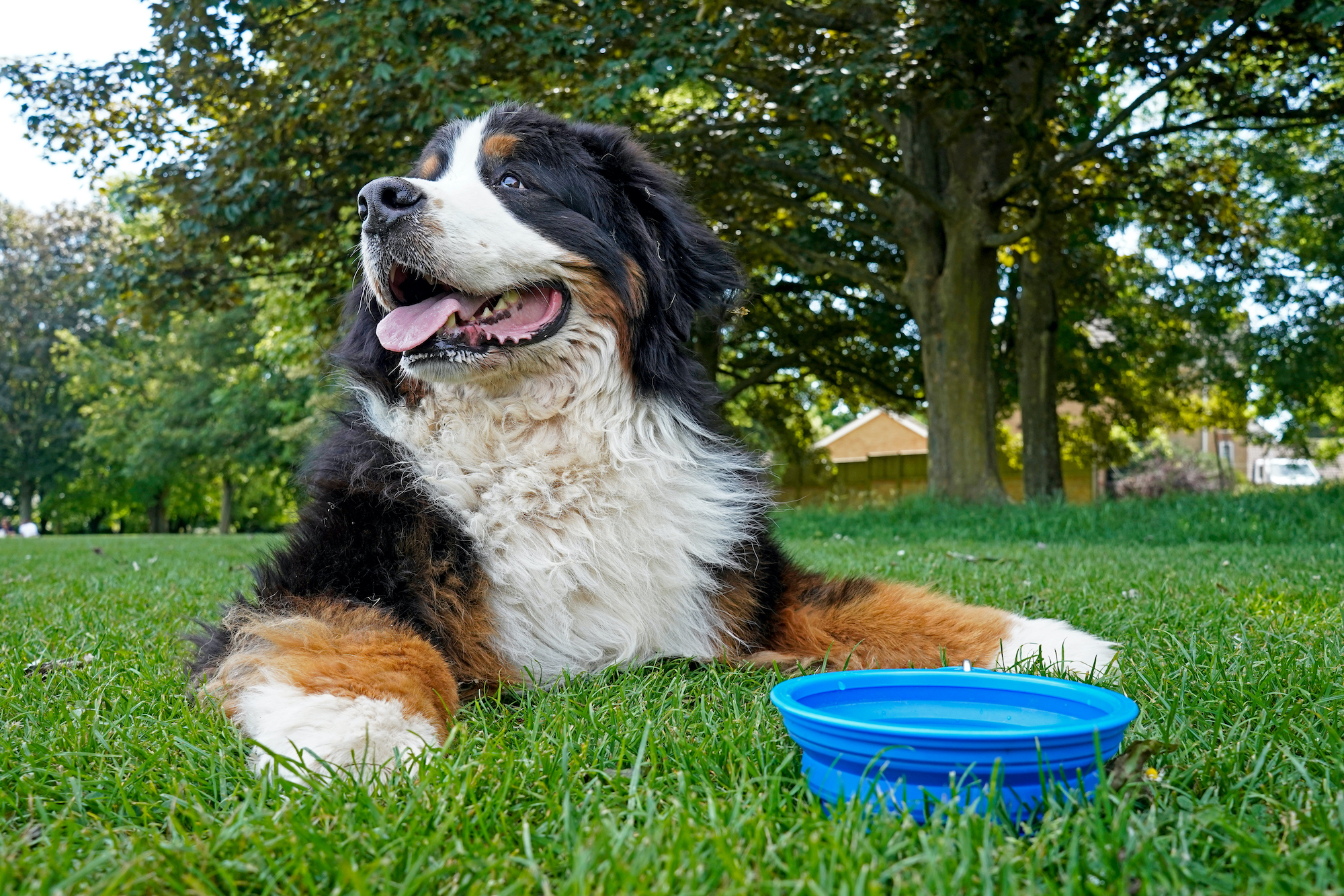 Dog laying in grass