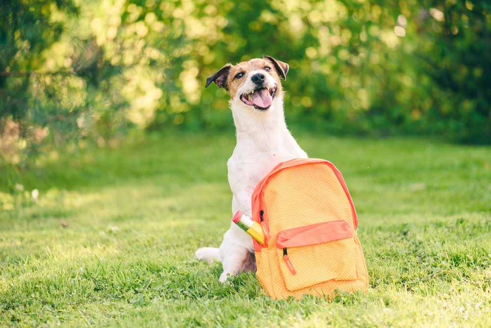 How to Keep Your Dog Busy When the Kids Go Back to School