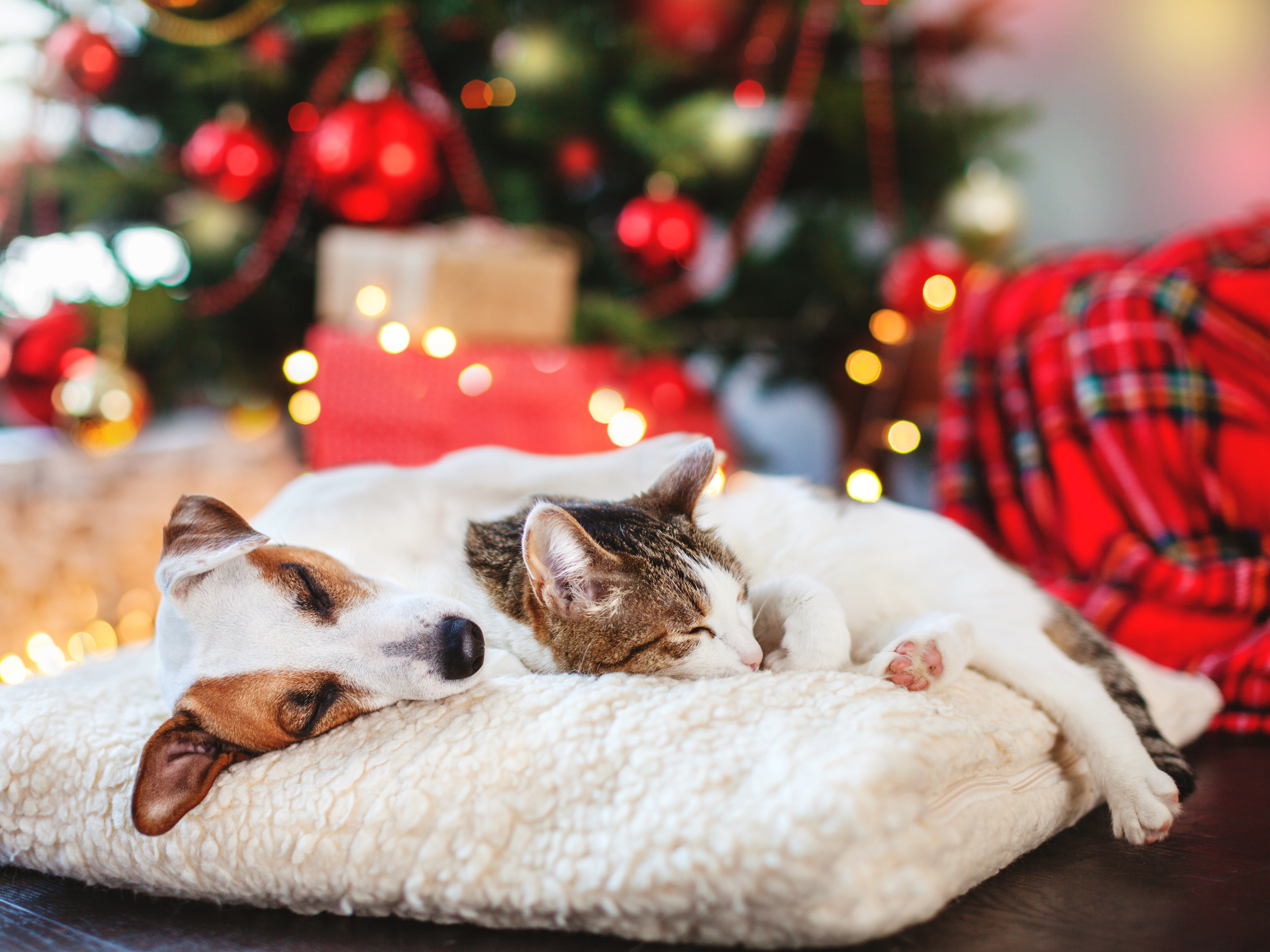 Happy For The Holidays
