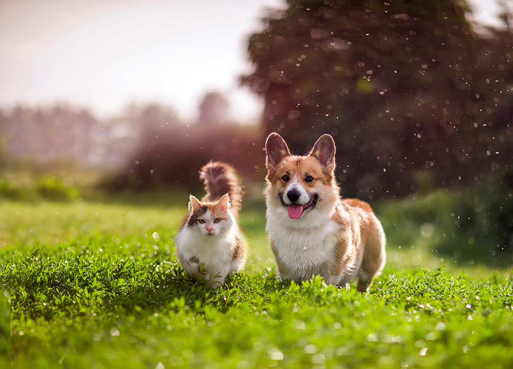 Cat and Dog Together Outside
