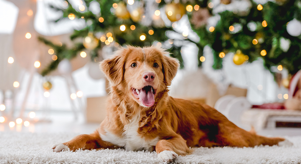 Dog sits under a lighted Christmas tree