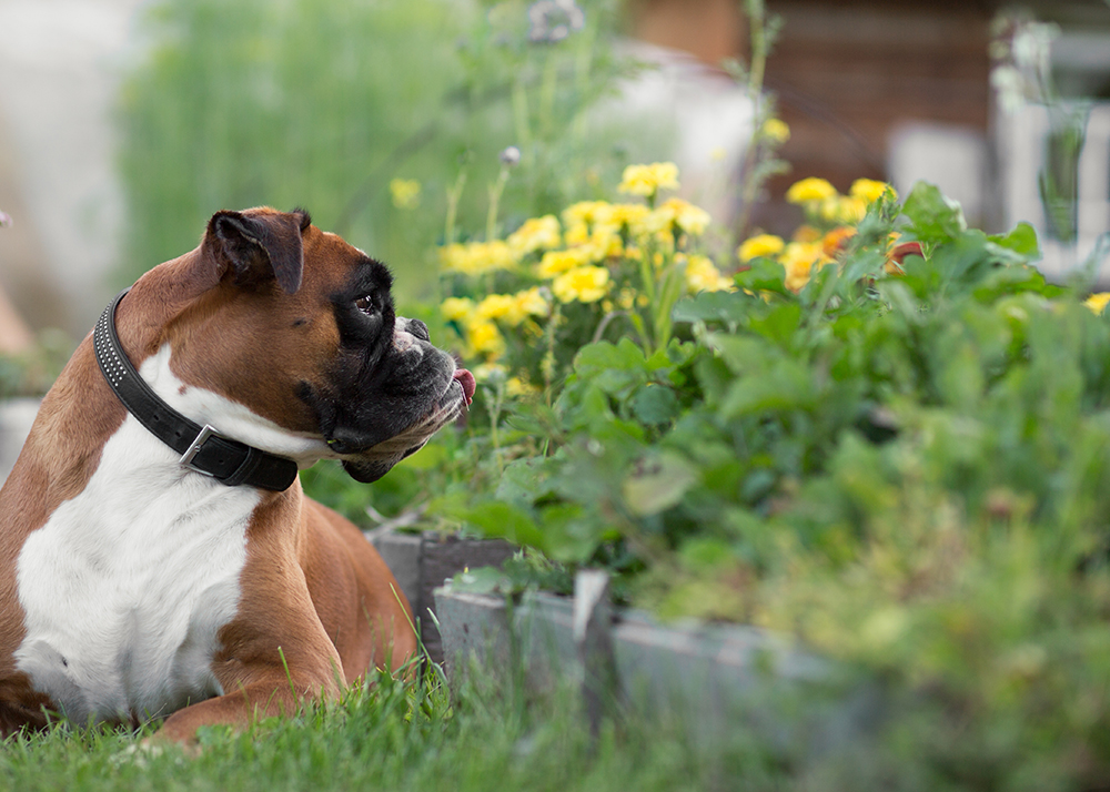 Dog and flowers