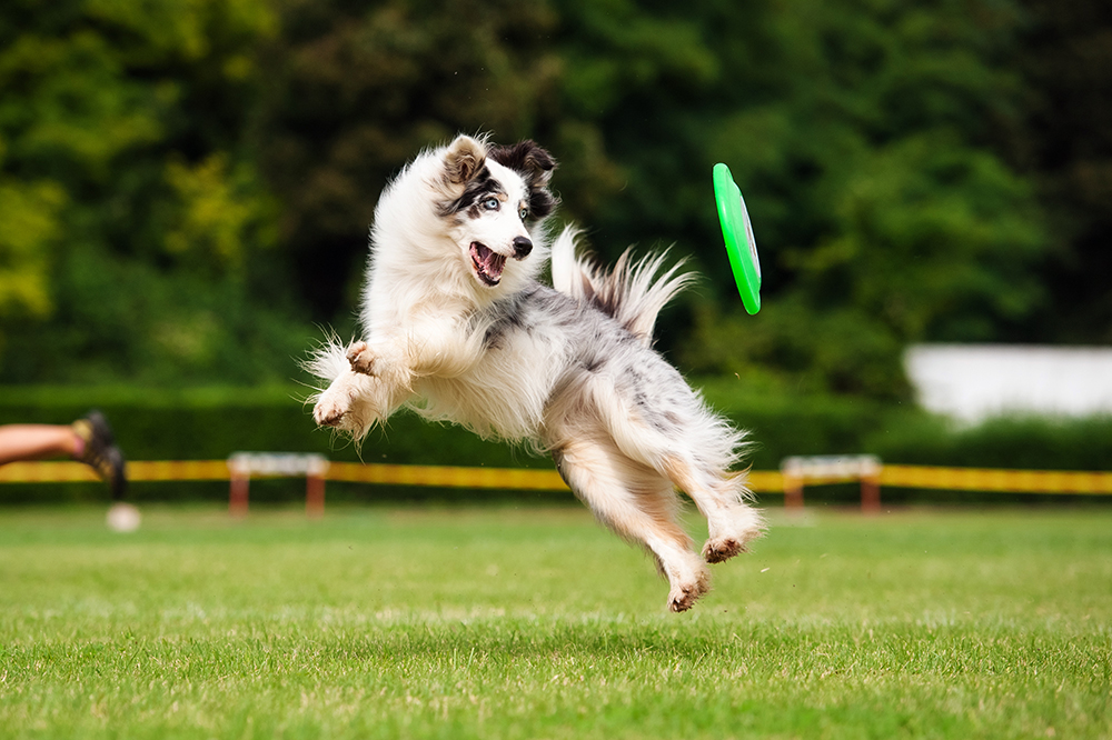 Dog with frisbee