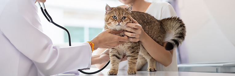Emergency Symptoms in Cats