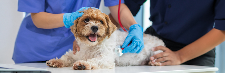 Emergency Symptoms in Dogs