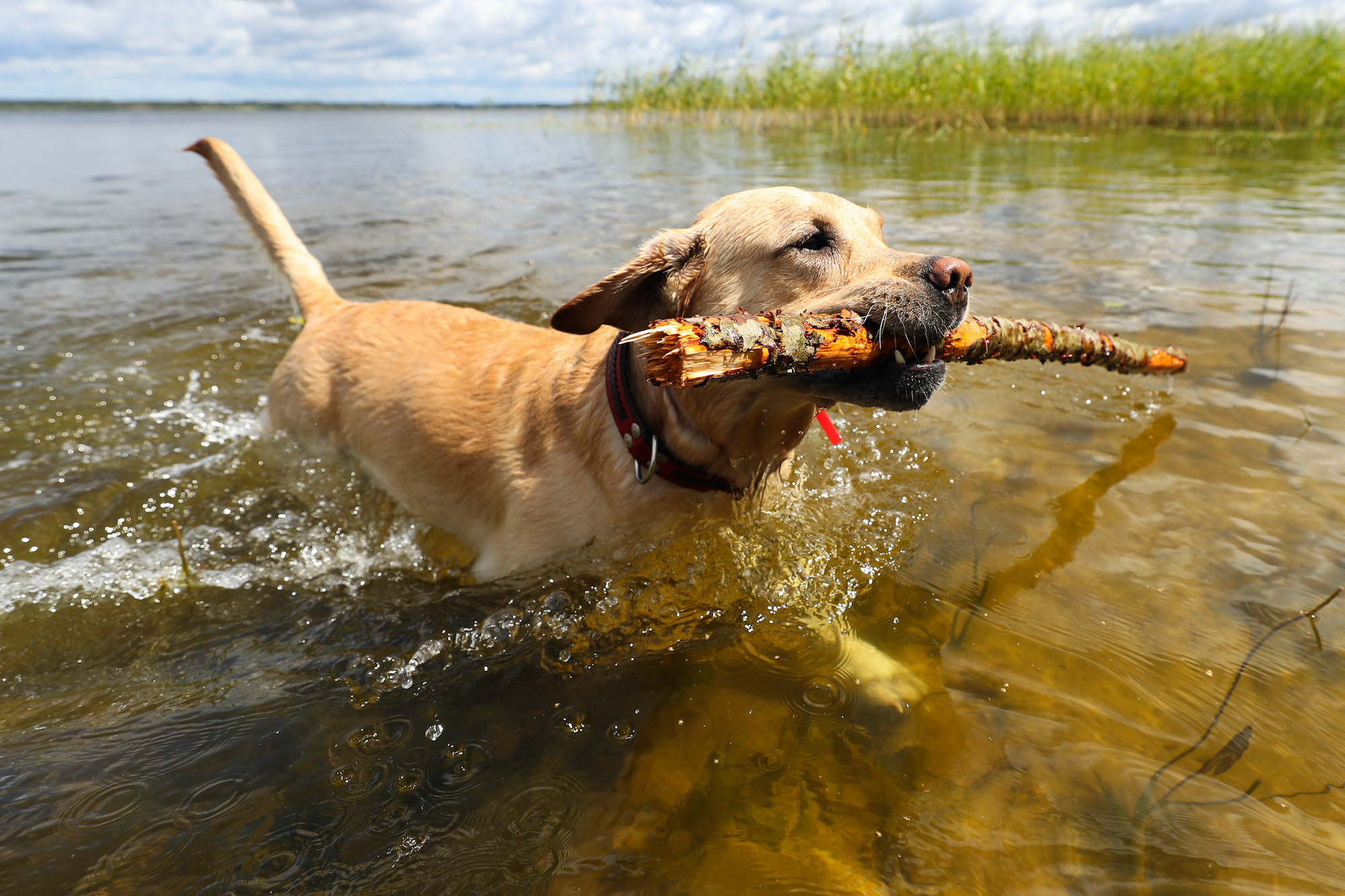 Dog swimming