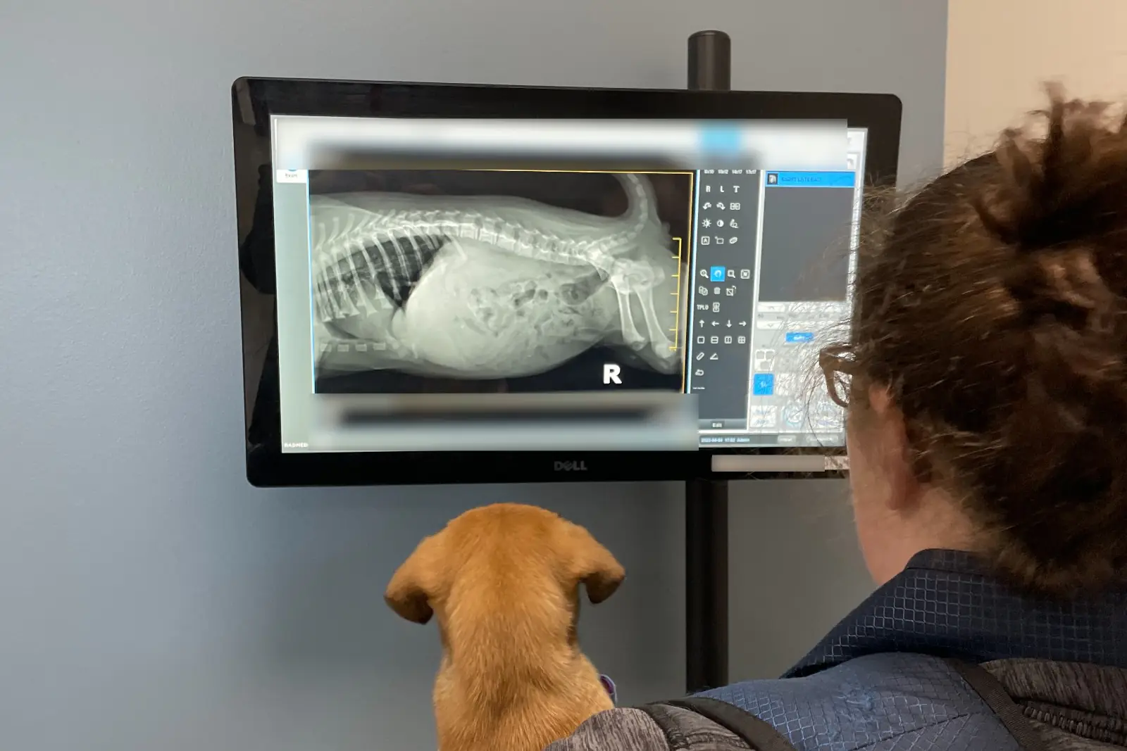 A puppy on a team member's shoulder looking at a digital X-ray on the exam room monitor.