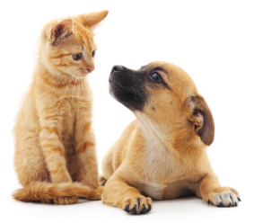 pets