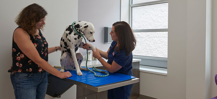 Dog being examined