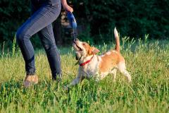 Beware of Retractable Leash for Dogs