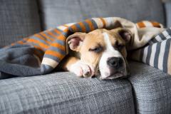 How to Recognize a Pet Emergency