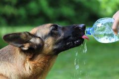 Signs of Heat Stroke in Dogs