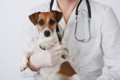 Vet holds a Jack Russell Terrier