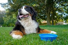 Dog laying in grass