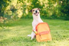 Image of dog on grass with an orange backpack in front of it.