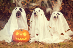 Pets at Halloween