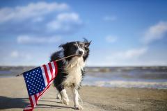 Keeping Your Pet Safe on the Fourth of July - Image of Dog with an American Flag