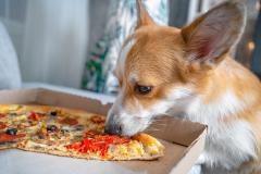 A dog sneaks a piece of pizza from a table