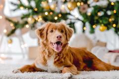 Dog sits under a lighted Christmas tree