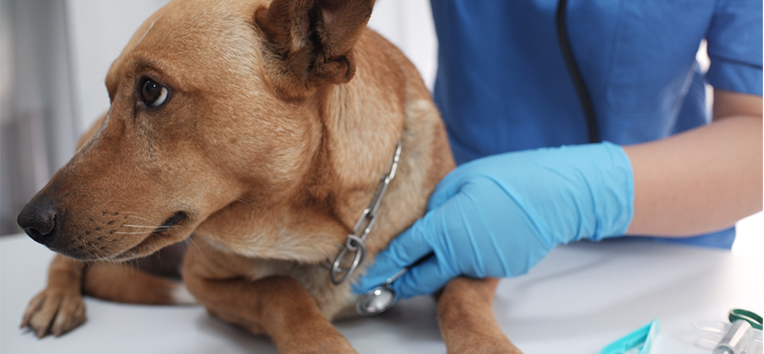 Pet Emergency Symptoms: When to Go to an Emergency Vet in Shrewsbury, PA