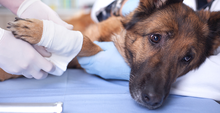 Brown dog lays on a vet exam able after having a seizure